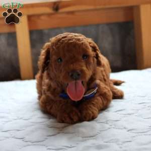 Johnny, Cockapoo Puppy