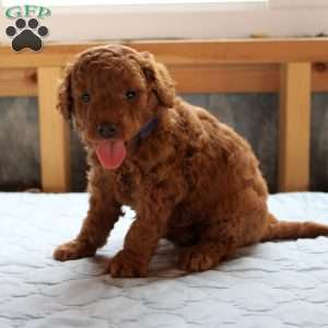 Johnny, Cockapoo Puppy
