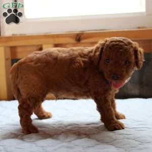 Johnny, Cockapoo Puppy