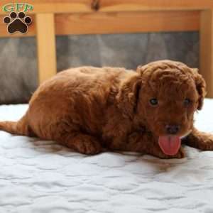 Johnny, Cockapoo Puppy