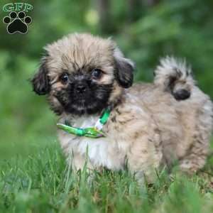 Johnson, Lhasa Apso Puppy