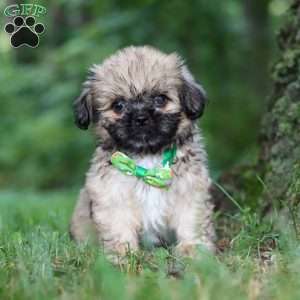 Johnson, Lhasa Apso Puppy