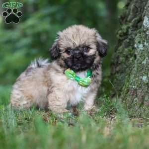 Johnson, Lhasa Apso Puppy