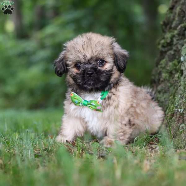 Johnson, Lhasa Apso Puppy
