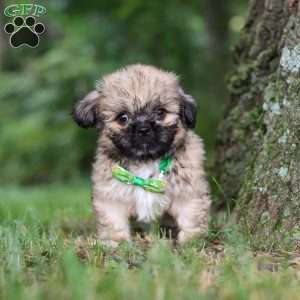Johnson, Lhasa Apso Puppy
