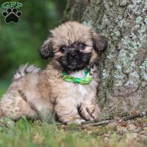 Johnson, Lhasa Apso Puppy