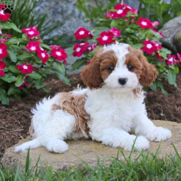 Joleen, Cavapoo Puppy