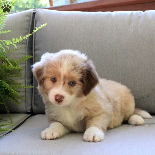 Jordan, Miniature Australian Shepherd Puppy