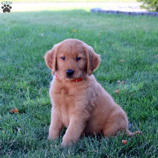 Jordan, Golden Retriever Puppy
