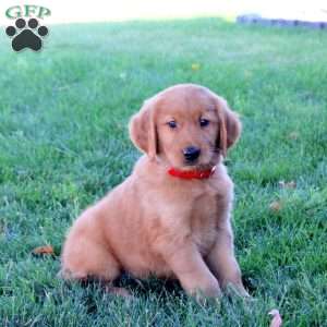 Jordan, Golden Retriever Puppy