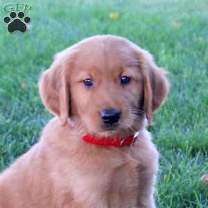 Jordan, Golden Retriever Puppy