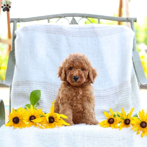 Jordan, Mini Goldendoodle Puppy