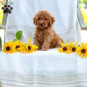 Jordan, Mini Goldendoodle Puppy