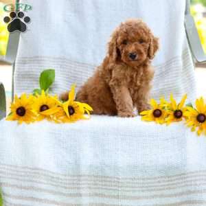 Jordan, Mini Goldendoodle Puppy