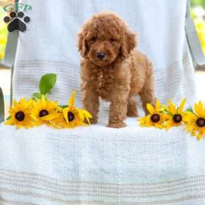 Jordan, Mini Goldendoodle Puppy