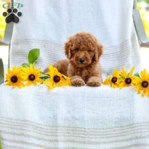 Jordan, Mini Goldendoodle Puppy