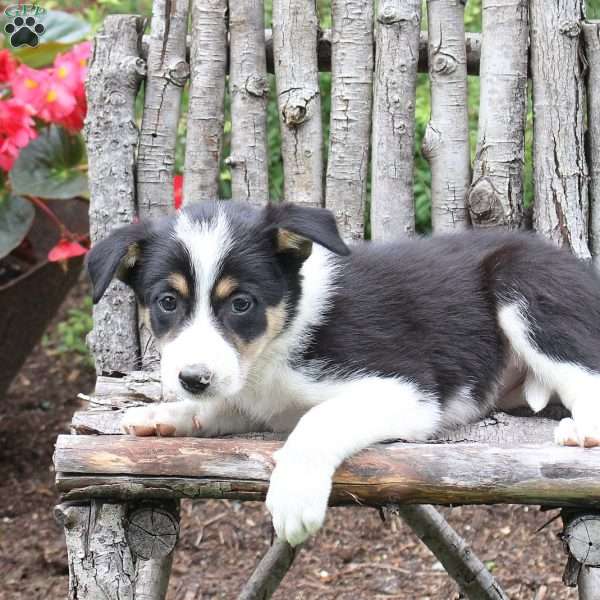 Jordyn, Border Collie Puppy