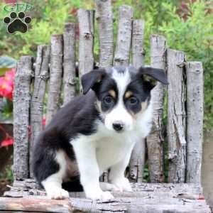 Jordyn, Border Collie Puppy