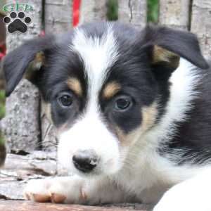 Jordyn, Border Collie Puppy