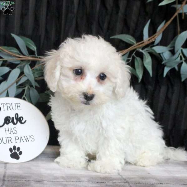 Joseph, Bichon Frise Puppy