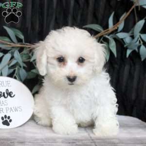 Joseph, Bichon Frise Puppy