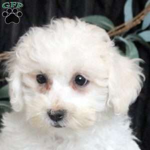 Joseph, Bichon Frise Puppy