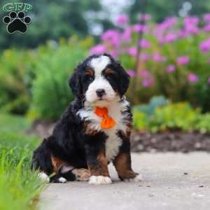 Josh, Mini Bernedoodle Puppy