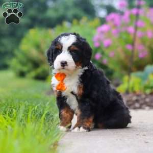 Josh, Mini Bernedoodle Puppy
