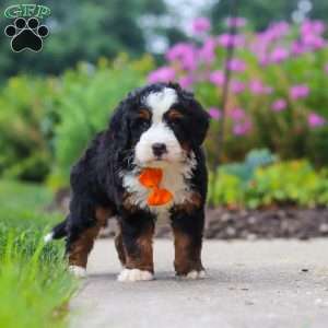 Josh, Mini Bernedoodle Puppy