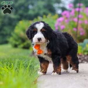 Josh, Mini Bernedoodle Puppy