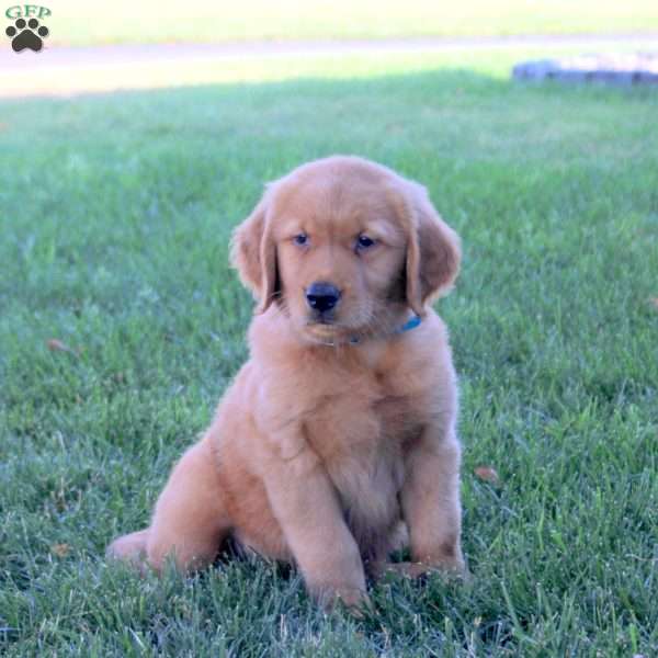 Josh, Golden Retriever Puppy