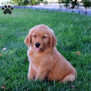 Josh, Golden Retriever Puppy