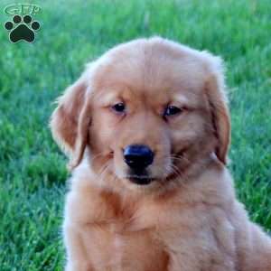 Josh, Golden Retriever Puppy