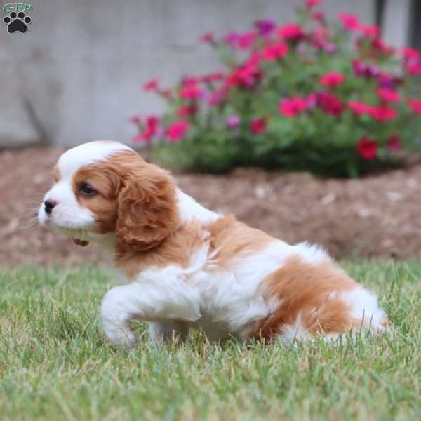 Josh, Cavalier King Charles Spaniel Puppy
