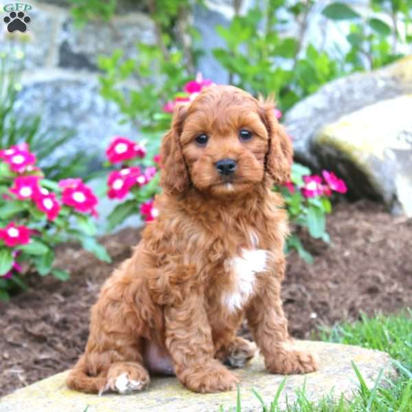 Josh, Cavapoo Puppy