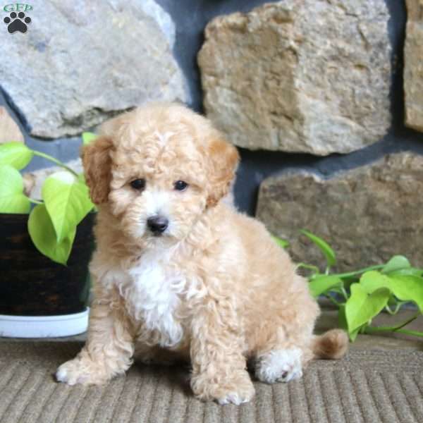 Josh, Miniature Poodle Puppy