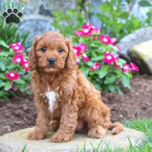 Josh, Cavapoo Puppy