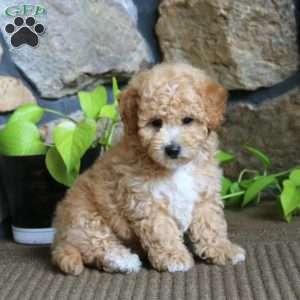 Josh, Miniature Poodle Puppy
