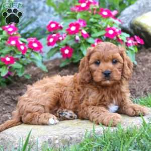 Josh, Cavapoo Puppy