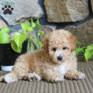Josh, Miniature Poodle Puppy