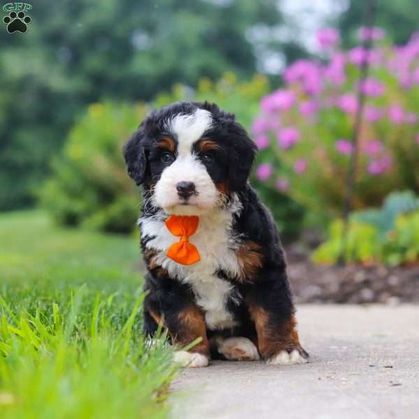 Josh, Mini Bernedoodle Puppy