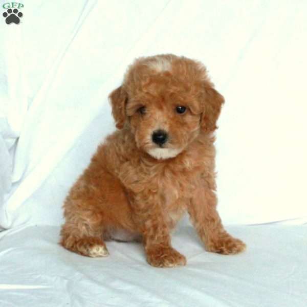 Josie, Miniature Poodle Puppy