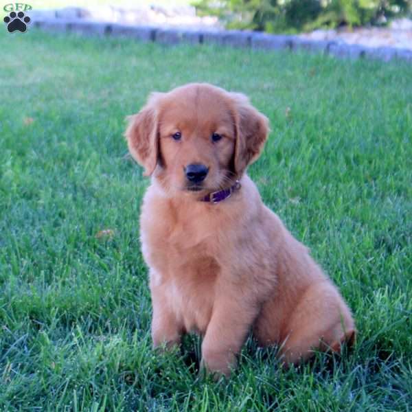 Josie, Golden Retriever Puppy