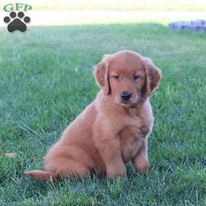 Josie, Golden Retriever Puppy