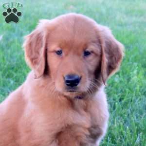 Josie, Golden Retriever Puppy