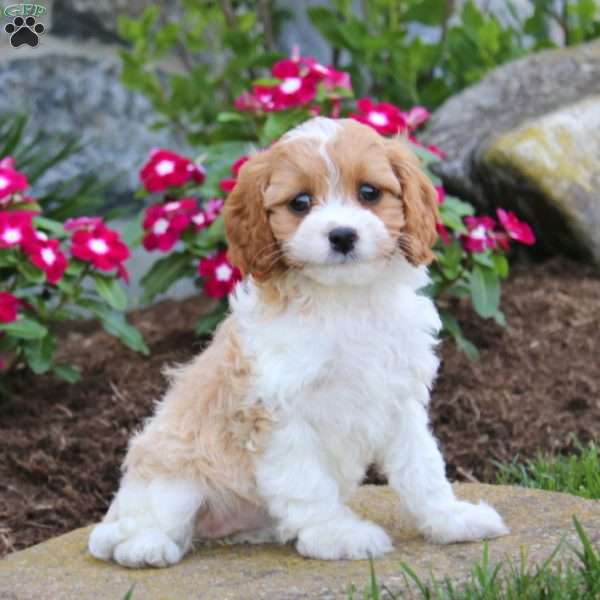 Jossy, Cavapoo Puppy