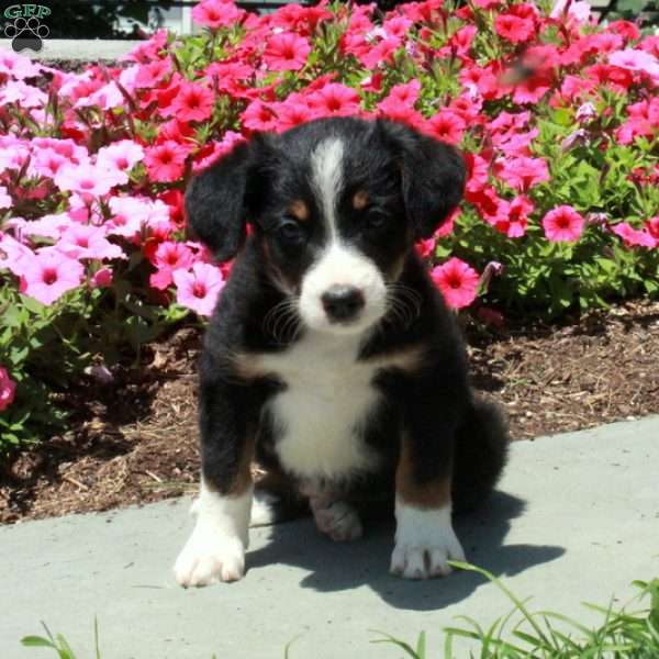 Joy, Border Collie Mix Puppy