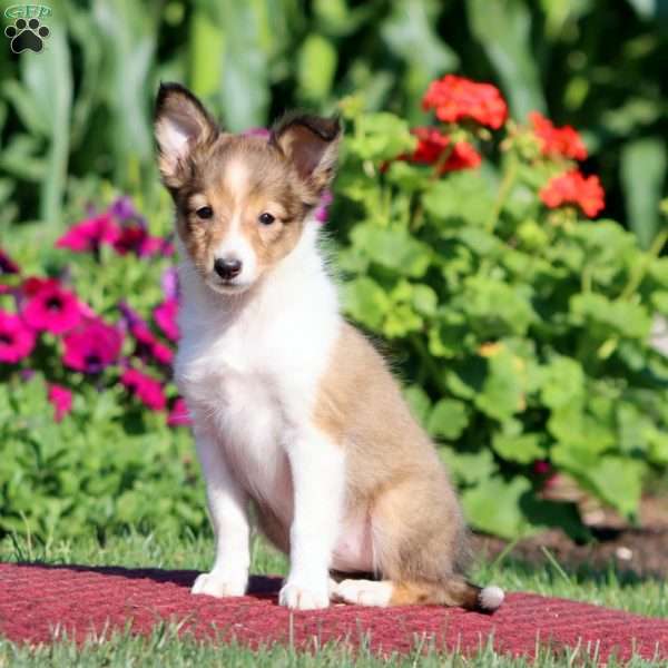Joy, Sheltie Puppy