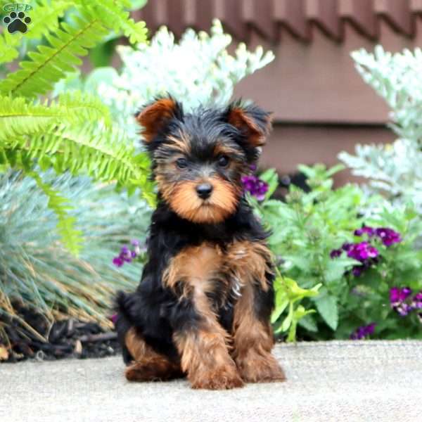 Joy, Yorkie Puppy