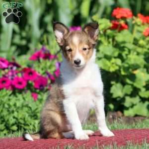 Joy, Sheltie Puppy